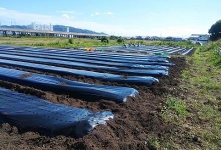 ニンニク畑と植え付け作業の画像