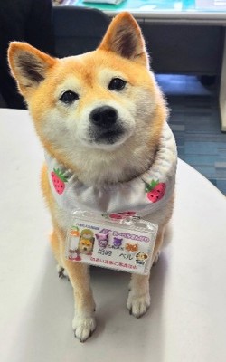 広報部長のべるさんの画像