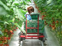 オランダ製の台車を利用したトマトの収穫
