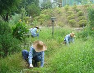 屋外での除草作業