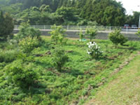 美化運動のひとつの植樹