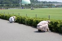 垣根の除草作業