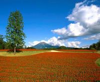 とっとり花回廊  園内の一部