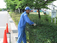 剪定作業の様子