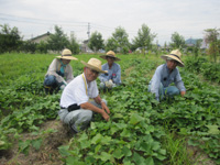 農作業班、お芋が大きく育っている 除草作業をしている