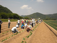 「平成いもの会」の様子