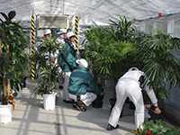 各事業所から回収した観葉植物を温室棟に入れメンテナンスを施す1