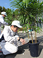 各事業所から回収した観葉植物を温室棟に入れメンテナンスを施す2