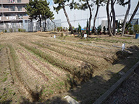 今秋の芋ほり大会に向け畑の整備と芋の作付け作業1