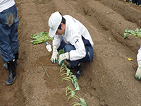 今秋の芋ほり大会に向け畑の整備と芋の作付け作業2