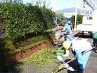 植栽の剪定