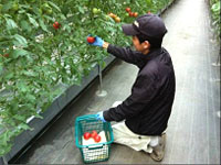 トマトの収穫作業の様子
