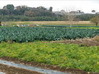 豊の大地  農場と収穫された野菜