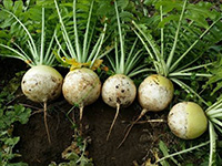 豊の大地  農場と収穫された野菜